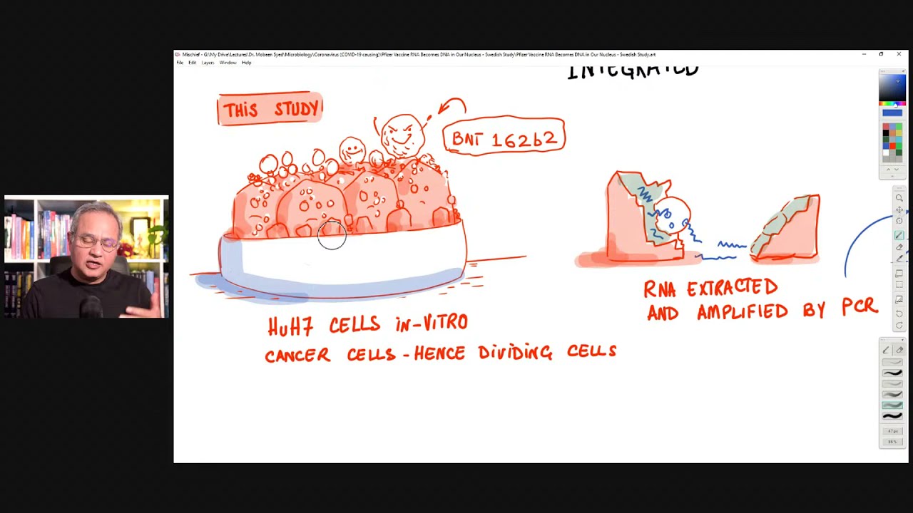 How the vaccine DNA has been found in liver cells within 6 hours. Overview and Explanation.